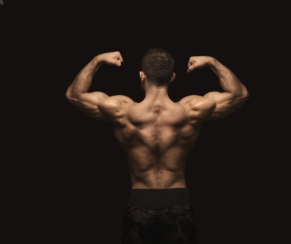 Build Muscle Strength • Size • Performance